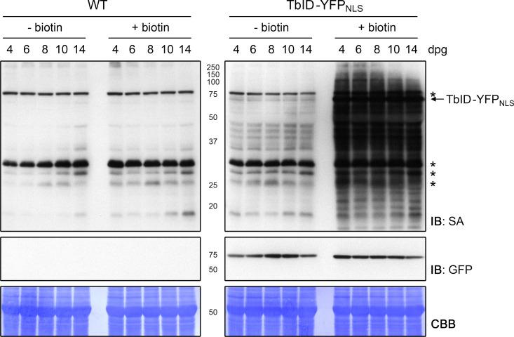 https://cdn.ncbi.nlm.nih.gov/pmc/blobs/a19c/6791687/cddfe5b55284/elife-47864-fig3-figsupp1.jpg