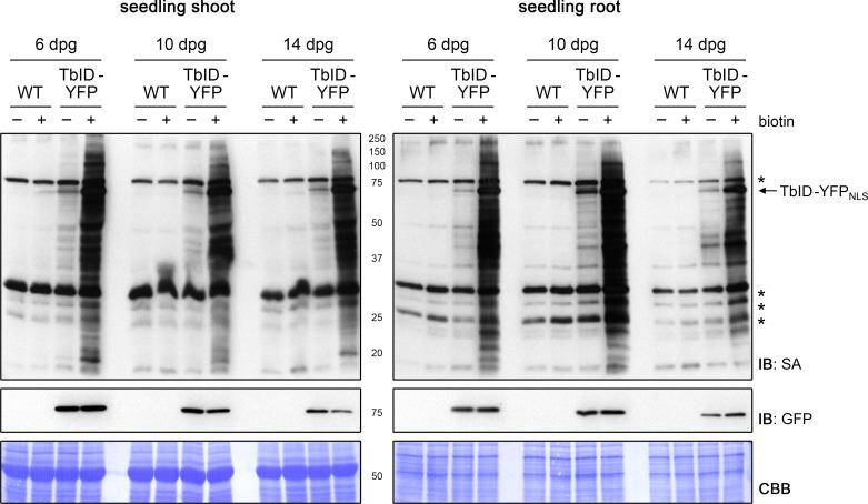 https://cdn.ncbi.nlm.nih.gov/pmc/blobs/a19c/6791687/da11fb654bfa/elife-47864-fig3-figsupp2.jpg