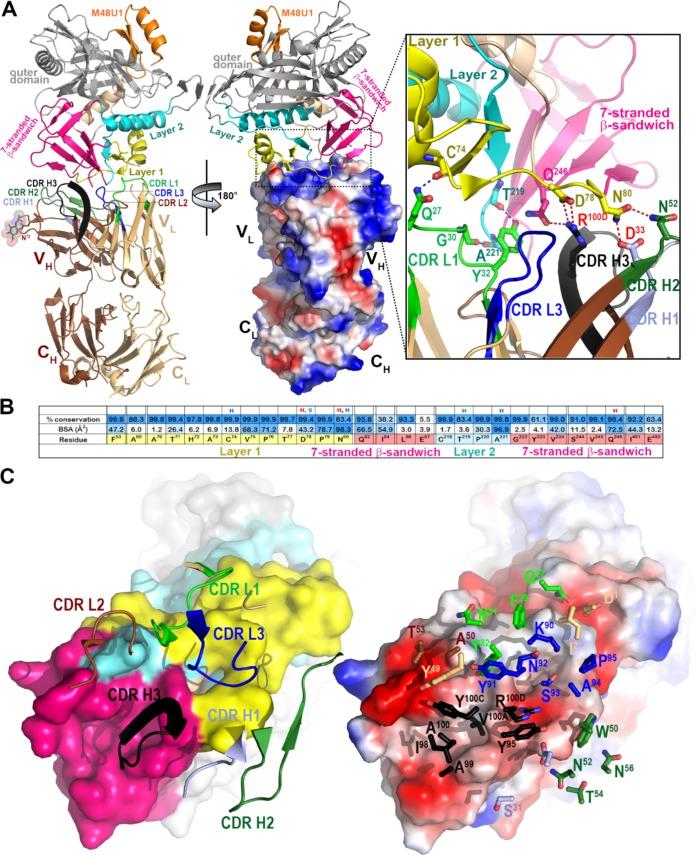 https://cdn.ncbi.nlm.nih.gov/pmc/blobs/a19e/6997759/9224ea35d189/JVI.01120-19-f0004.jpg