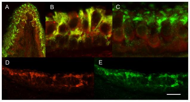 https://cdn.ncbi.nlm.nih.gov/pmc/blobs/a1a2/3136627/d6842258304d/nihms254293f1.jpg