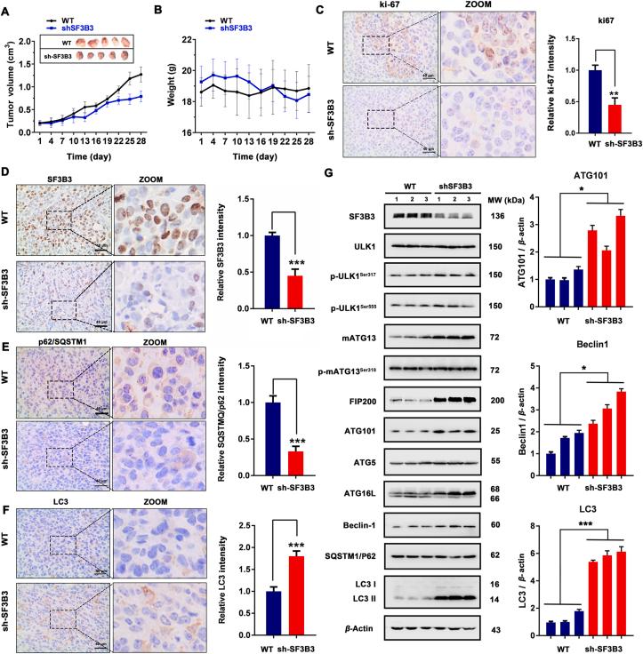 https://cdn.ncbi.nlm.nih.gov/pmc/blobs/a1a2/8148052/a5cd72733dda/gr7.jpg