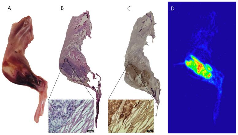https://cdn.ncbi.nlm.nih.gov/pmc/blobs/a1a3/12250129/e1de2562d039/ijms-26-05970-g005.jpg