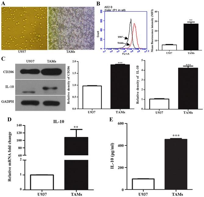 https://cdn.ncbi.nlm.nih.gov/pmc/blobs/a1a4/5467788/225611c8a4d7/IJO-51-01-0025-g00.jpg
