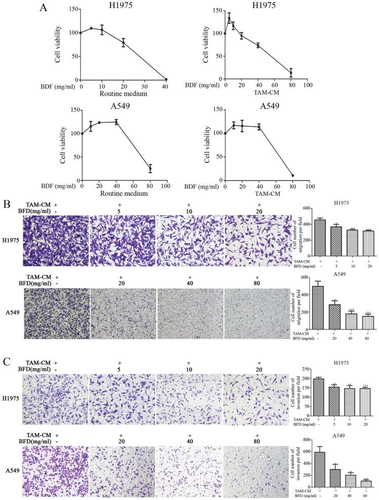 https://cdn.ncbi.nlm.nih.gov/pmc/blobs/a1a4/5467788/448ba0325d88/IJO-51-01-0025-g02.jpg
