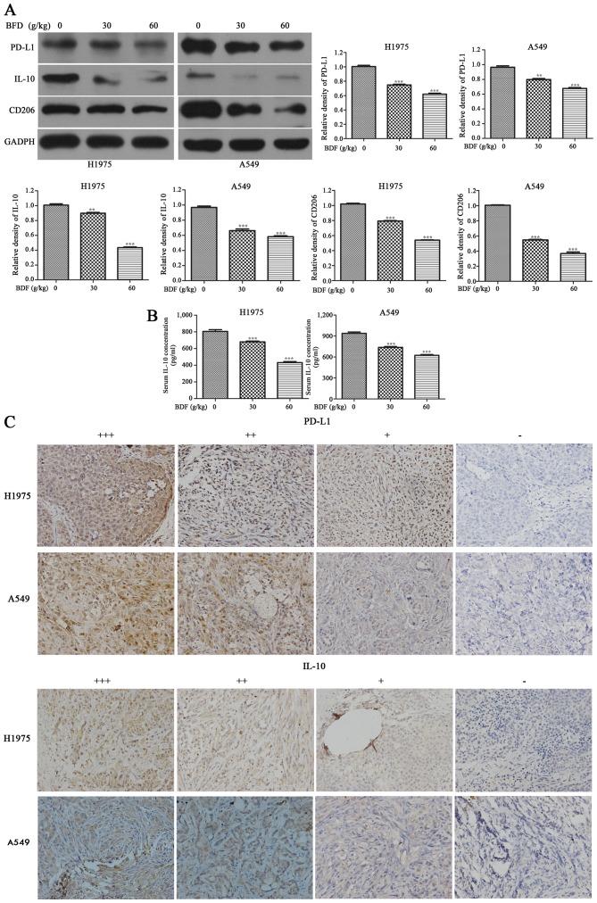https://cdn.ncbi.nlm.nih.gov/pmc/blobs/a1a4/5467788/64d3a9e4ad5a/IJO-51-01-0025-g06.jpg