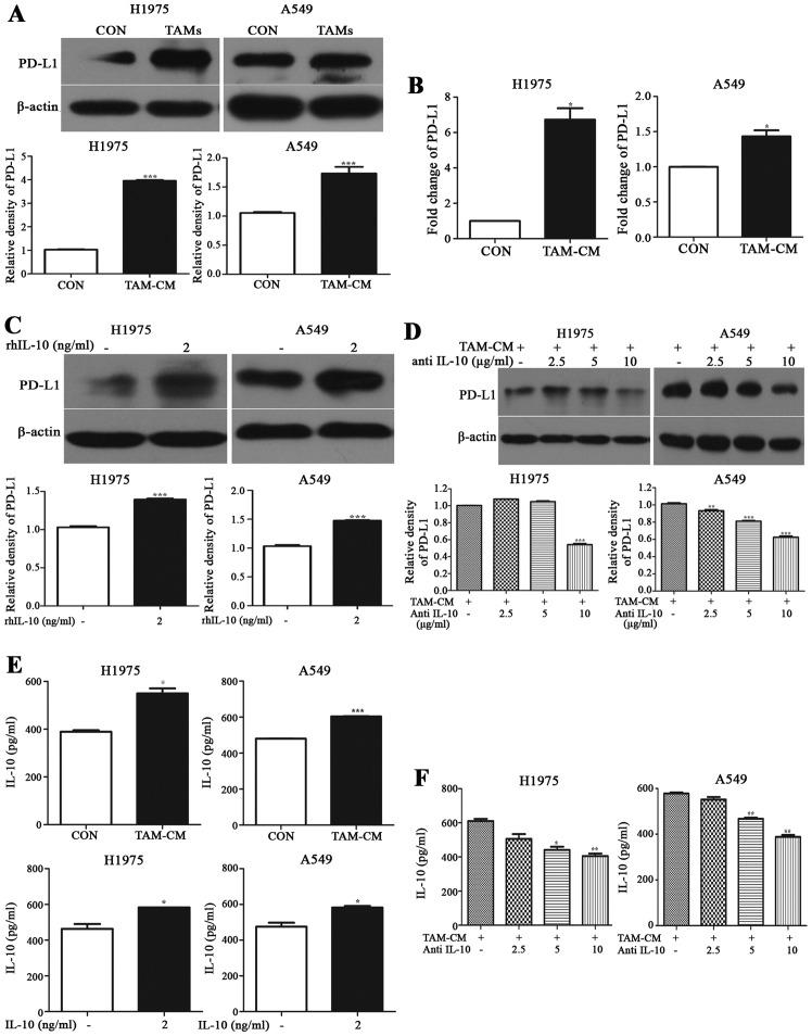 https://cdn.ncbi.nlm.nih.gov/pmc/blobs/a1a4/5467788/b61d77621e0e/IJO-51-01-0025-g03.jpg