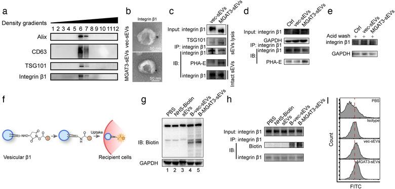 https://cdn.ncbi.nlm.nih.gov/pmc/blobs/a1a4/7710122/b2e0eaeb6a74/JEV2-10-e12005-g005.jpg