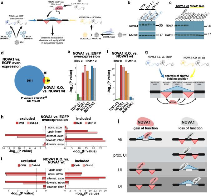 https://cdn.ncbi.nlm.nih.gov/pmc/blobs/a1a6/9381448/ec89dd30f6a0/401_2022_2450_Fig4_HTML.jpg