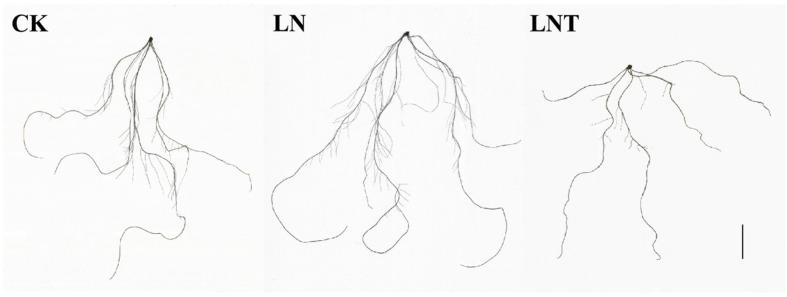 https://cdn.ncbi.nlm.nih.gov/pmc/blobs/a1a7/11395443/65283ccebf9b/ijms-25-09566-g002.jpg