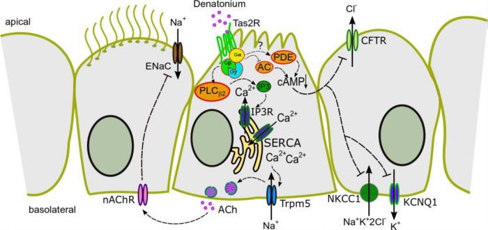 https://cdn.ncbi.nlm.nih.gov/pmc/blobs/a1a8/9367940/64777f561a92/cells-11-02411-g009.jpg