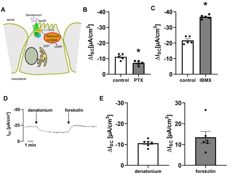 https://cdn.ncbi.nlm.nih.gov/pmc/blobs/a1a8/9367940/77728fd33151/cells-11-02411-g007.jpg
