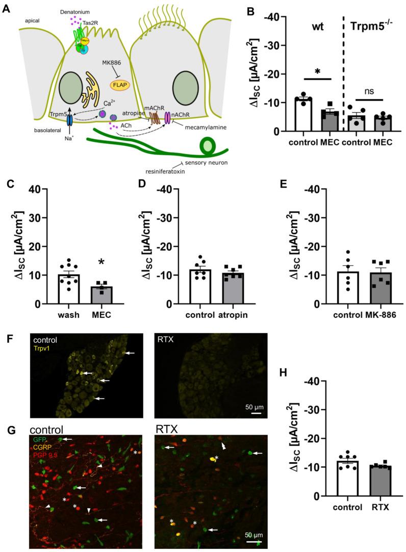 https://cdn.ncbi.nlm.nih.gov/pmc/blobs/a1a8/9367940/78fd27d47d45/cells-11-02411-g006.jpg