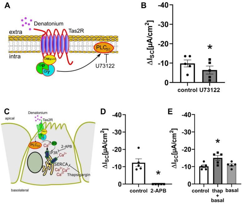 https://cdn.ncbi.nlm.nih.gov/pmc/blobs/a1a8/9367940/a56f5bdf41f7/cells-11-02411-g004.jpg