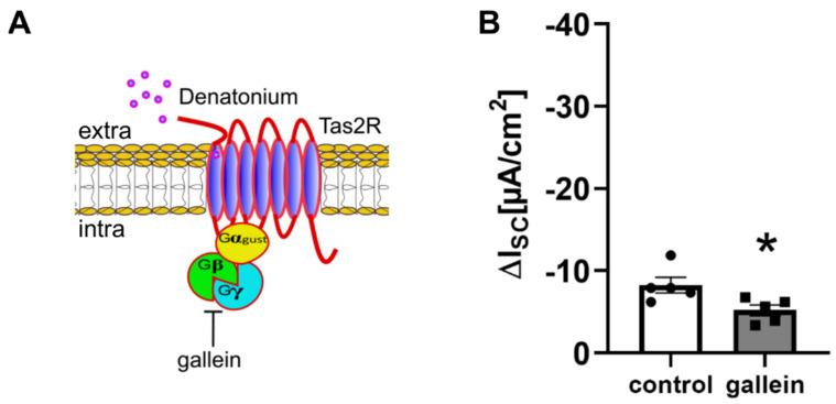 https://cdn.ncbi.nlm.nih.gov/pmc/blobs/a1a8/9367940/c214adb1e359/cells-11-02411-g002.jpg