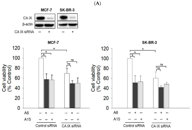 https://cdn.ncbi.nlm.nih.gov/pmc/blobs/a1a8/9456432/58a3fa529141/ijms-23-09903-g006a.jpg
