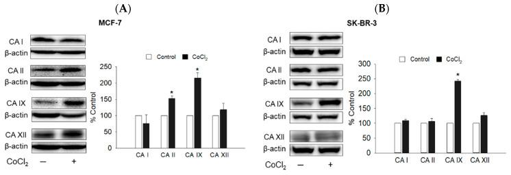 https://cdn.ncbi.nlm.nih.gov/pmc/blobs/a1a8/9456432/88334e758a69/ijms-23-09903-g004.jpg