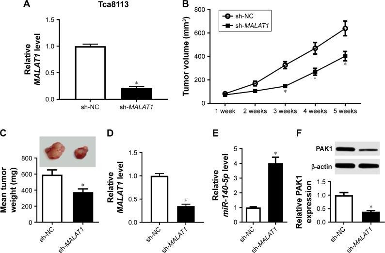 https://cdn.ncbi.nlm.nih.gov/pmc/blobs/a1a9/6388959/a338d2549a62/ott-12-1365Fig6.jpg