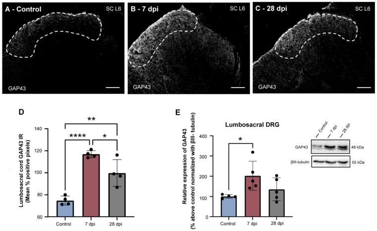 https://cdn.ncbi.nlm.nih.gov/pmc/blobs/a1a9/9368817/72764148beb5/ijms-23-08667-g002.jpg