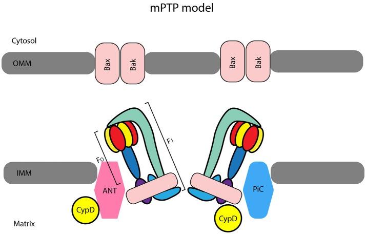 https://cdn.ncbi.nlm.nih.gov/pmc/blobs/a1ab/5879113/7b1b4450fa15/fphys-09-00287-g0001.jpg