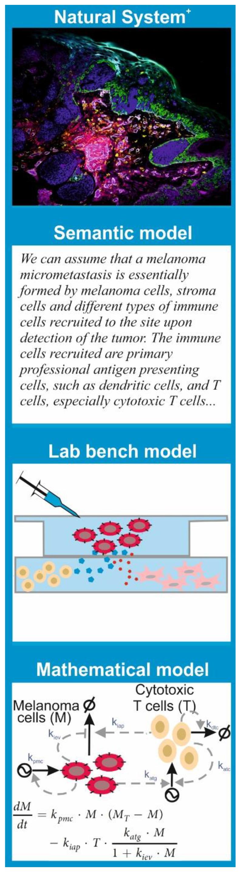 https://cdn.ncbi.nlm.nih.gov/pmc/blobs/a1ab/7826848/2a591b0f1bd4/ijms-22-00547-g001.jpg
