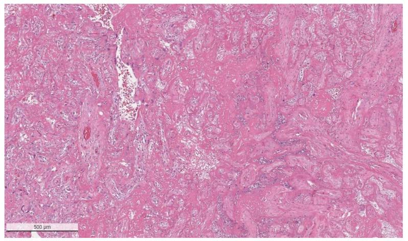 https://cdn.ncbi.nlm.nih.gov/pmc/blobs/a1ab/8950737/3775603f6f20/viruses-14-00458-g002.jpg