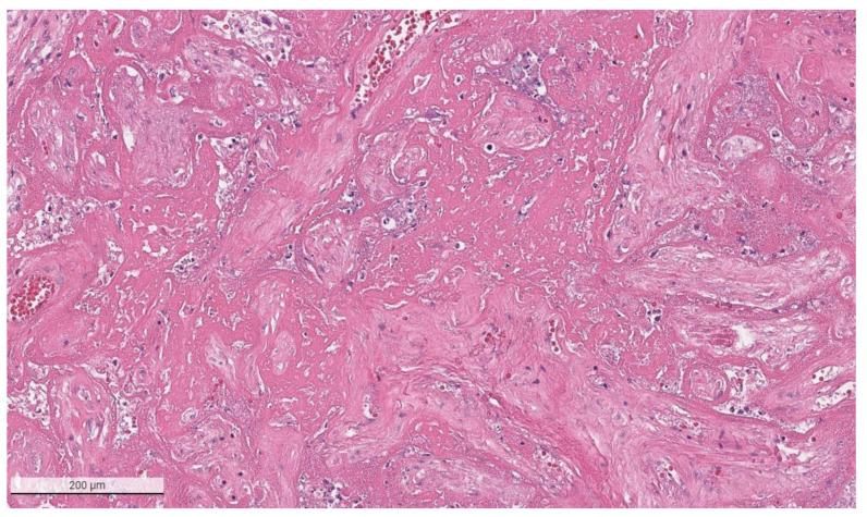 https://cdn.ncbi.nlm.nih.gov/pmc/blobs/a1ab/8950737/e2d5a7c36076/viruses-14-00458-g003.jpg