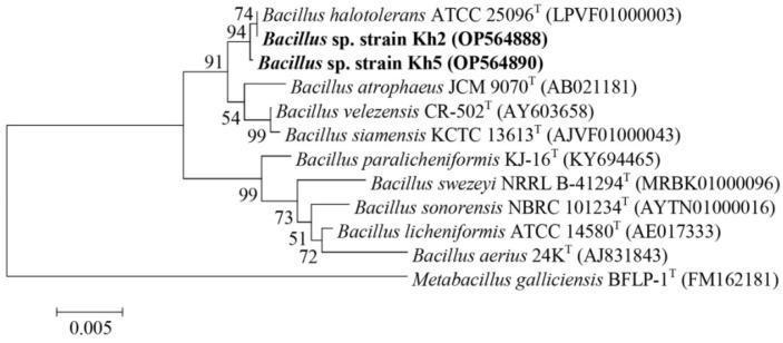 https://cdn.ncbi.nlm.nih.gov/pmc/blobs/a1b6/11051818/65fff52c5872/microorganisms-12-00834-g002.jpg