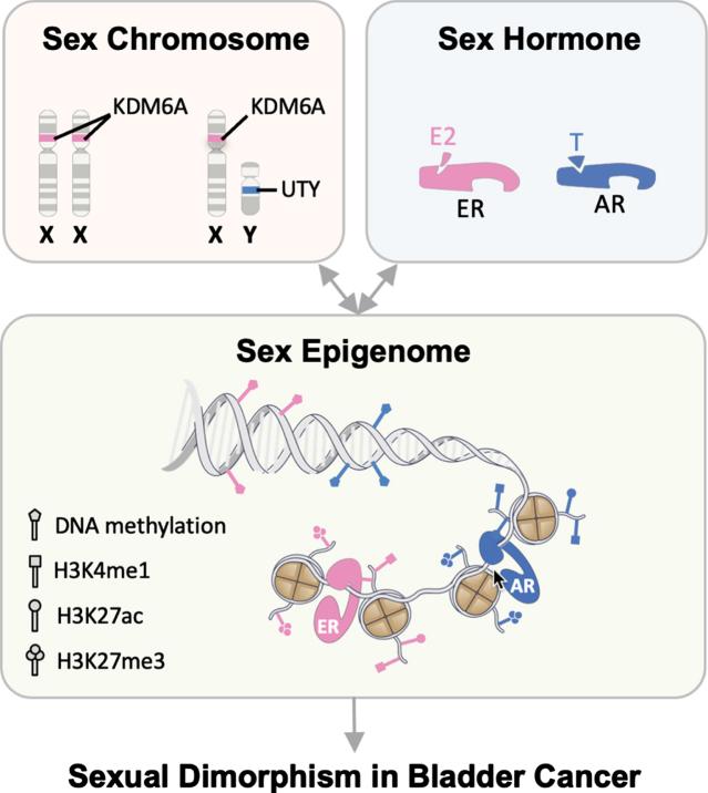 https://cdn.ncbi.nlm.nih.gov/pmc/blobs/a1ba/11181796/e8bfcecaa22f/blc-8-blc211658-g003.jpg