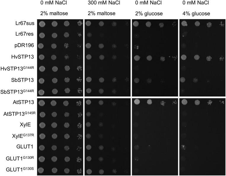 https://cdn.ncbi.nlm.nih.gov/pmc/blobs/a1be/11233415/9a665fbd0993/erae164_fig4.jpg