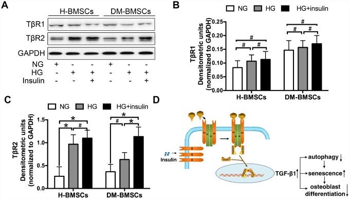 https://cdn.ncbi.nlm.nih.gov/pmc/blobs/a1be/7041775/ba54de350175/aging-12-102723-g006.jpg