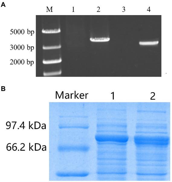 https://cdn.ncbi.nlm.nih.gov/pmc/blobs/a1be/9515612/f68c826a4a47/fmicb-13-960882-g008.jpg