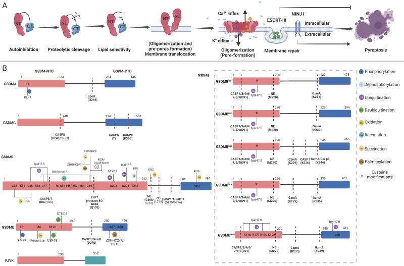 https://cdn.ncbi.nlm.nih.gov/pmc/blobs/a1c1/10539709/c35cf63b4f6d/ijbsv19p4931g002.jpg
