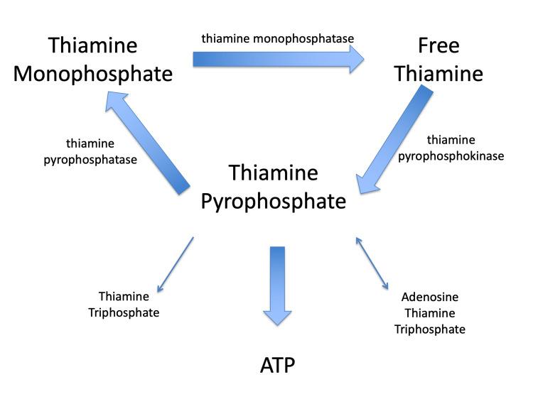 https://cdn.ncbi.nlm.nih.gov/pmc/blobs/a1c2/10274516/9fe353c07a76/cureus-0015-00000040511-i01.jpg