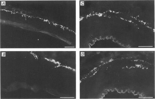 https://cdn.ncbi.nlm.nih.gov/pmc/blobs/a1c9/1225670/c7b6f1e1cde4/jphysiol00676-0457-a.jpg