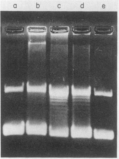 https://cdn.ncbi.nlm.nih.gov/pmc/blobs/a1cc/252754/5b43c423dbb7/jvirol00113-0034-a.jpg