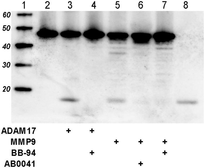 https://cdn.ncbi.nlm.nih.gov/pmc/blobs/a1d1/4427291/8ff0f4903a82/pone.0127063.g005.jpg