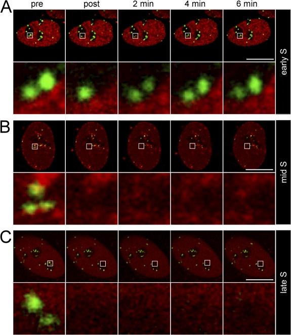 https://cdn.ncbi.nlm.nih.gov/pmc/blobs/a1d4/2290840/136c0972a163/jcb1801101f04.jpg