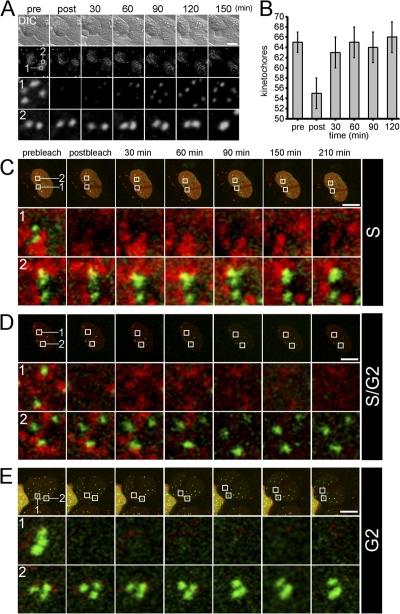 https://cdn.ncbi.nlm.nih.gov/pmc/blobs/a1d4/2290840/4e20a599b1e9/jcb1801101f01.jpg