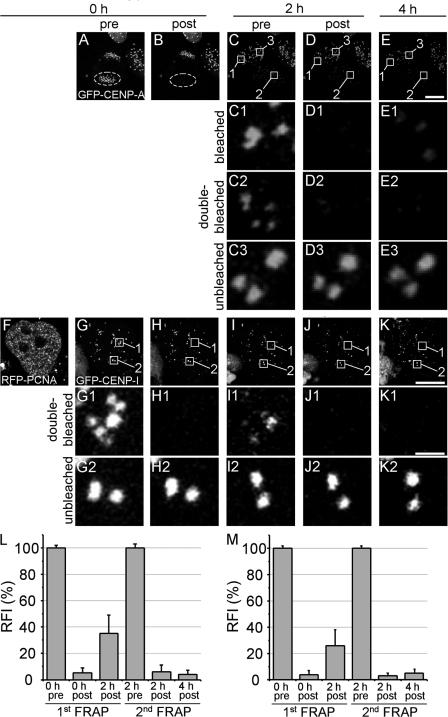 https://cdn.ncbi.nlm.nih.gov/pmc/blobs/a1d4/2290840/52ed705a9da2/jcb1801101f05.jpg