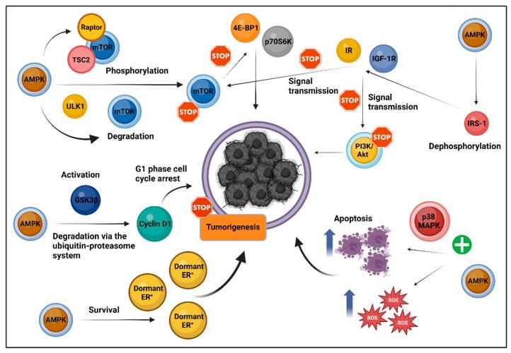 https://cdn.ncbi.nlm.nih.gov/pmc/blobs/a1d5/11591849/3bcbb520092f/biomolecules-14-01479-g001.jpg
