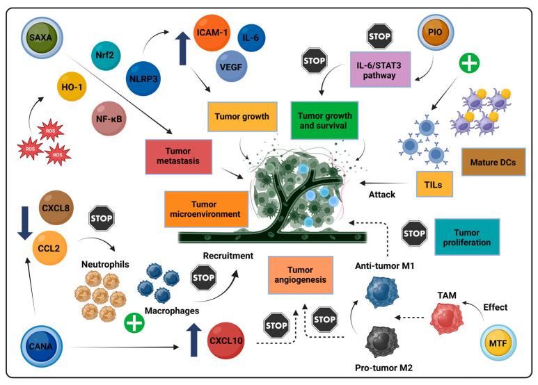 https://cdn.ncbi.nlm.nih.gov/pmc/blobs/a1d5/11591849/c188492a29a3/biomolecules-14-01479-g003.jpg