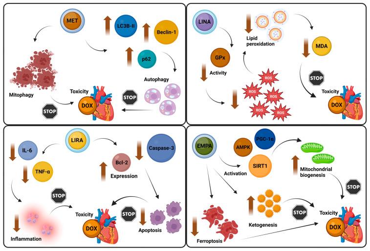 https://cdn.ncbi.nlm.nih.gov/pmc/blobs/a1d5/11591849/cdb7eac7fb3f/biomolecules-14-01479-g004.jpg