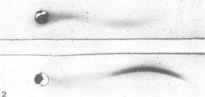 https://cdn.ncbi.nlm.nih.gov/pmc/blobs/a1d6/414804/7c5407779a1a/iai00242-0126-d.jpg