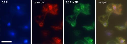 https://cdn.ncbi.nlm.nih.gov/pmc/blobs/a1d7/3009899/e8535cacef8b/zbc0031144100003.jpg
