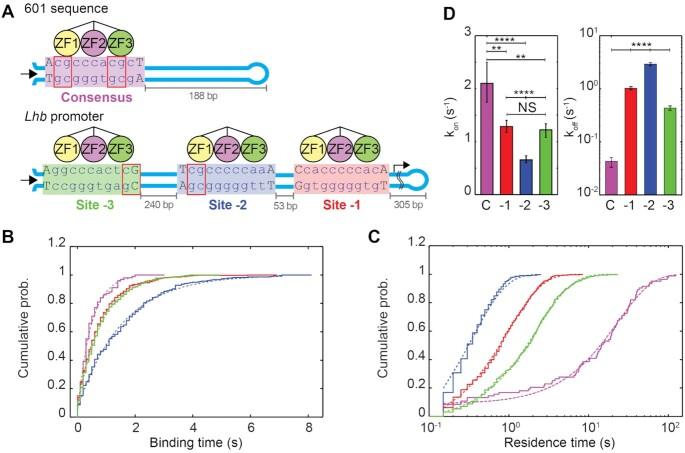 https://cdn.ncbi.nlm.nih.gov/pmc/blobs/a1d9/8565314/1a372361e876/gkab843fig4.jpg