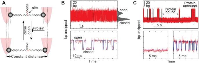 https://cdn.ncbi.nlm.nih.gov/pmc/blobs/a1d9/8565314/64d30c67cf6e/gkab843fig1.jpg
