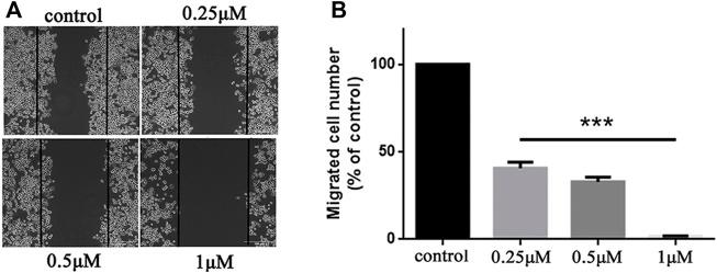 https://cdn.ncbi.nlm.nih.gov/pmc/blobs/a1dc/9726873/172616d56aab/fphar-13-1014854-g003.jpg