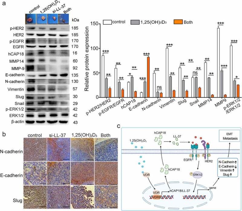 https://cdn.ncbi.nlm.nih.gov/pmc/blobs/a1de/9858423/6420077814b3/KCAM_A_2168231_F0007_OC.jpg
