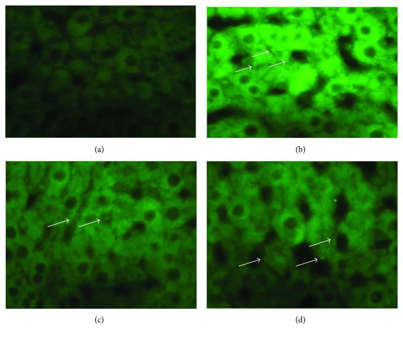 https://cdn.ncbi.nlm.nih.gov/pmc/blobs/a1e5/5872619/0adacce6610a/SCI2018-1393607.005.jpg