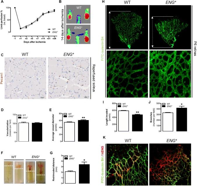 https://cdn.ncbi.nlm.nih.gov/pmc/blobs/a1e5/7160077/3c0e6425523d/10456_2019_9703_Fig2_HTML.jpg